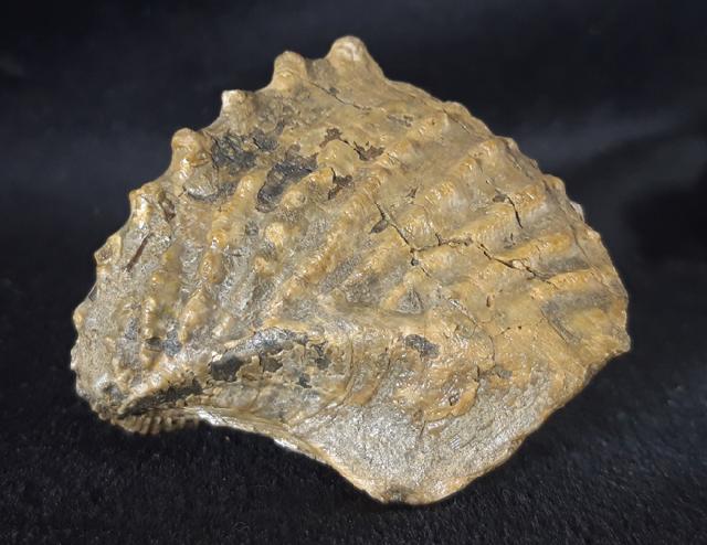 Scaphotrigonia navis (LAMARCK 1819) - Bild &copy; FossNet FossilienStore